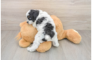 Adorable Cocker Doodle Poodle Mix Puppy