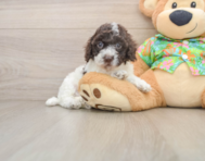 5 week old Cockapoo Puppy For Sale - Simply Southern Pups