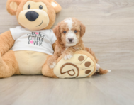 5 week old Cockapoo Puppy For Sale - Simply Southern Pups
