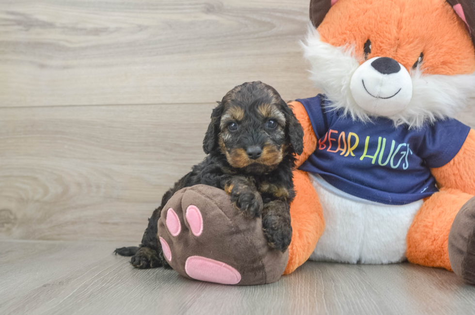 5 week old Cockapoo Puppy For Sale - Simply Southern Pups