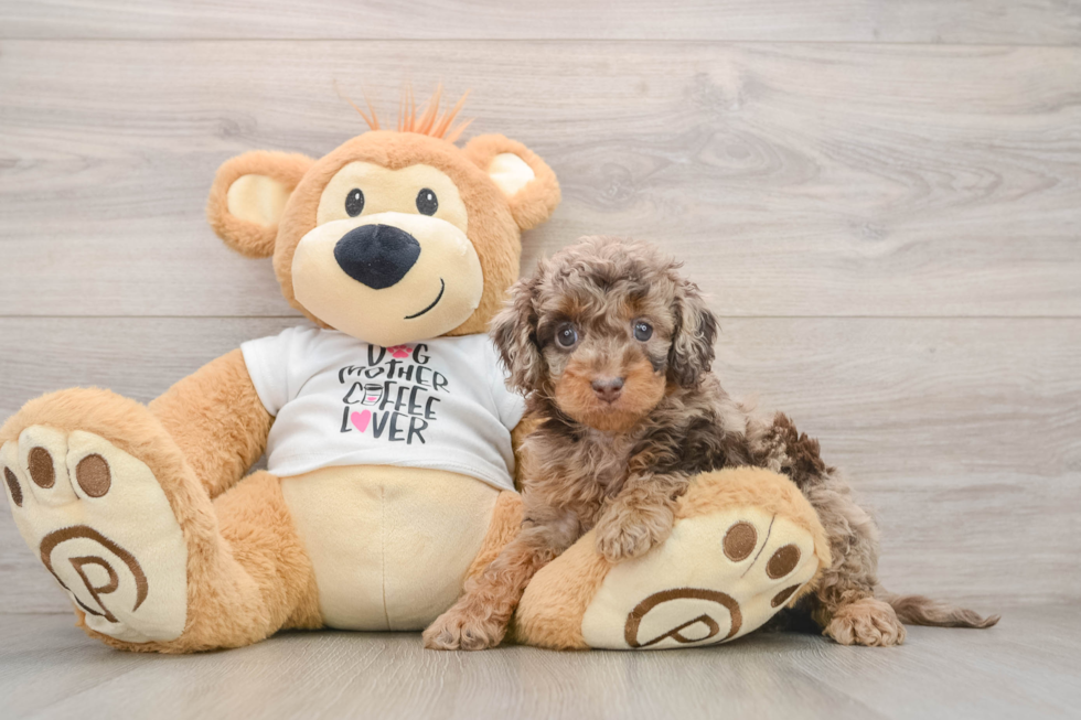 Cockapoo Pup Being Cute
