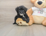 5 week old Cockapoo Puppy For Sale - Simply Southern Pups