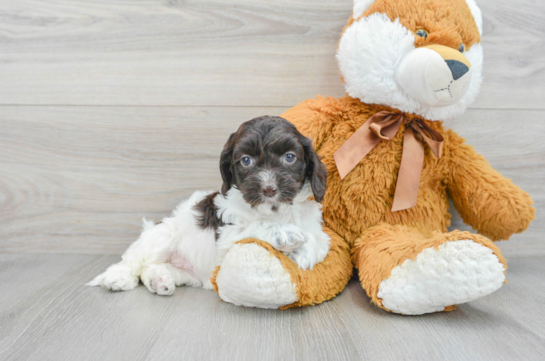 Playful Cockerpoo Poodle Mix Puppy
