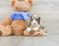 5 week old Cockapoo Puppy For Sale - Simply Southern Pups