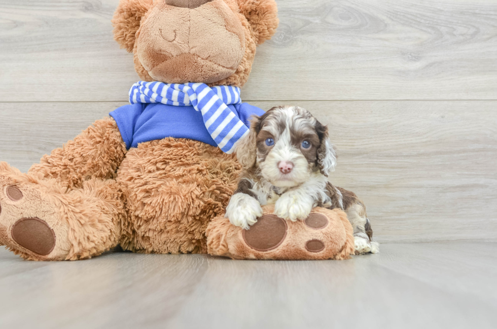 5 week old Cockapoo Puppy For Sale - Simply Southern Pups