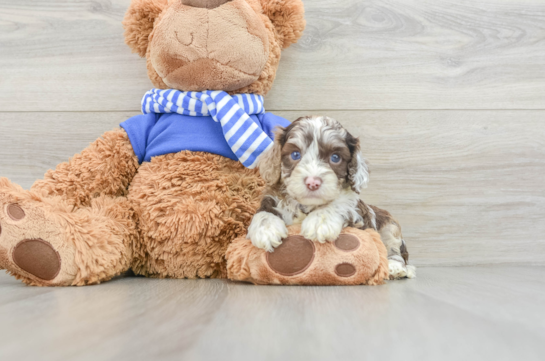 Cockapoo Puppy for Adoption