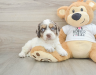 8 week old Cockapoo Puppy For Sale - Simply Southern Pups