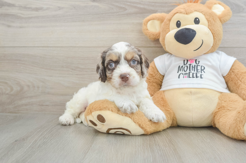 5 week old Cockapoo Puppy For Sale - Simply Southern Pups