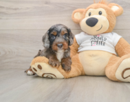 8 week old Cockapoo Puppy For Sale - Simply Southern Pups