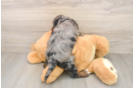 Little Cocker Doodle Poodle Mix Puppy