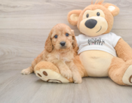 5 week old Cockapoo Puppy For Sale - Simply Southern Pups
