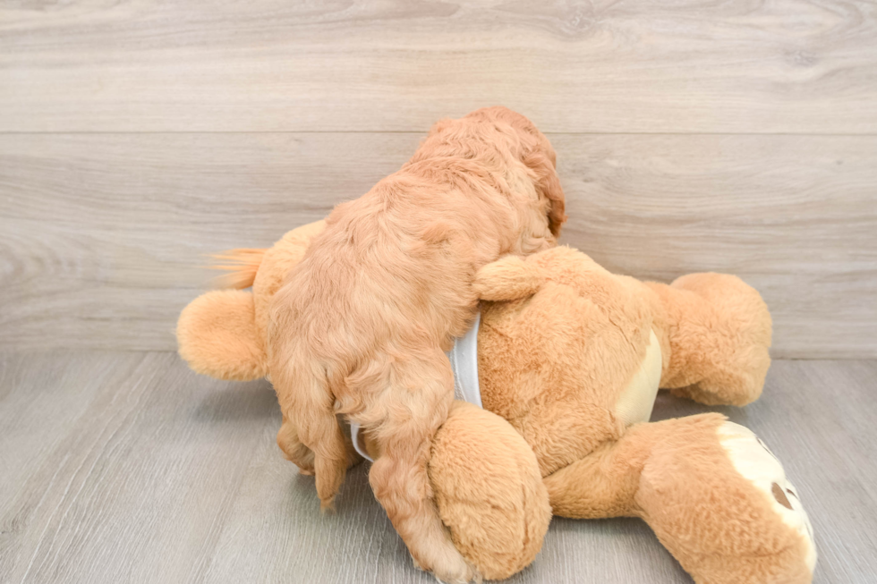 Cockapoo Puppy for Adoption