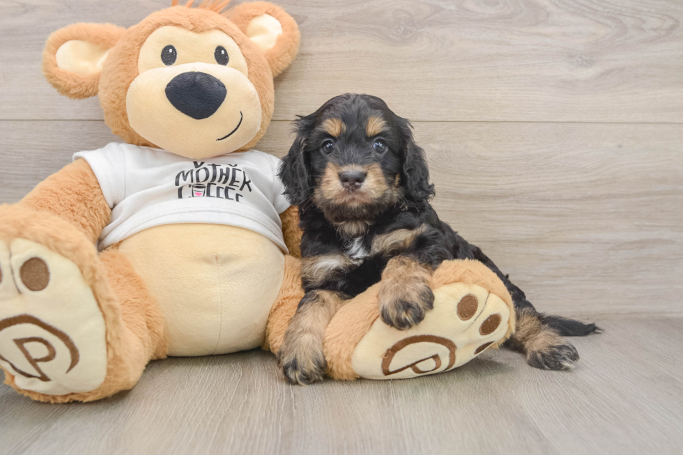 Happy Cockapoo Baby
