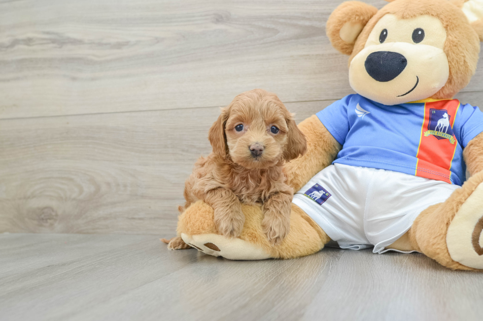 Friendly Cockapoo Baby