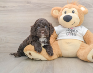 9 week old Cockapoo Puppy For Sale - Simply Southern Pups