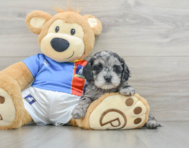 8 week old Cockapoo Puppy For Sale - Simply Southern Pups