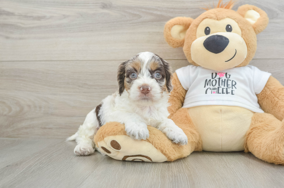5 week old Cockapoo Puppy For Sale - Simply Southern Pups