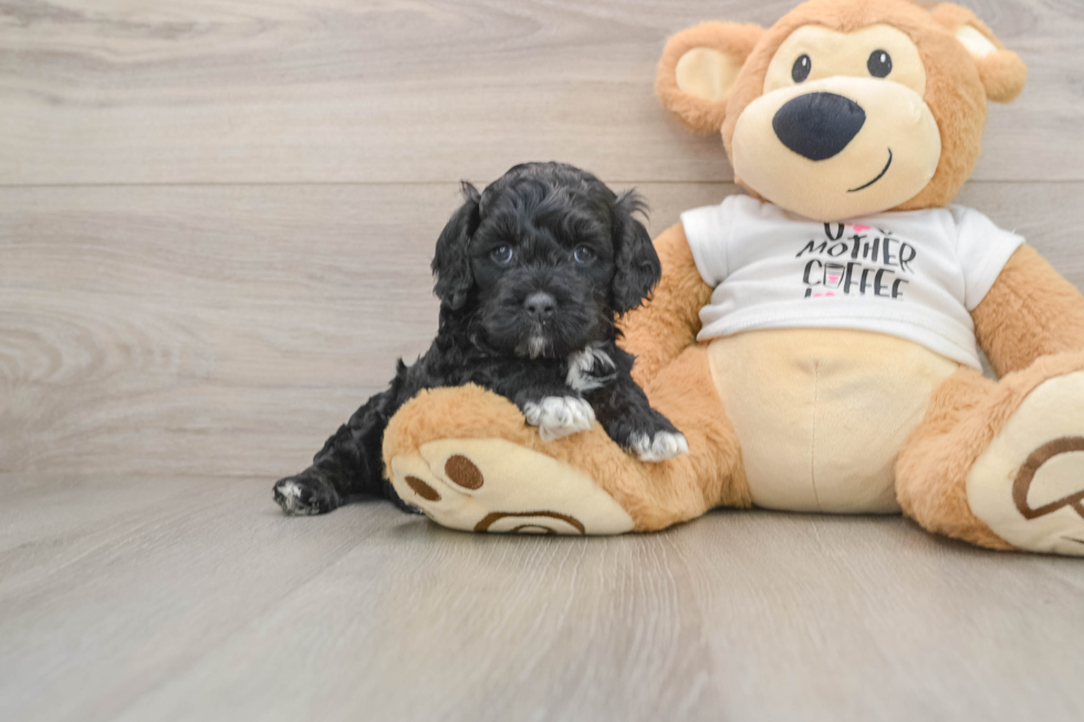 Cockapoo Pup Being Cute
