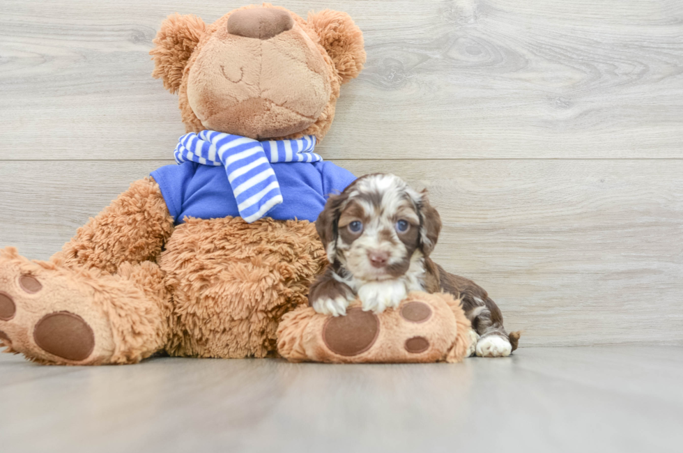 5 week old Cockapoo Puppy For Sale - Simply Southern Pups