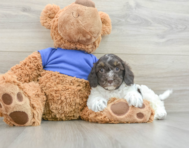 7 week old Cockapoo Puppy For Sale - Simply Southern Pups