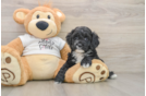 Cockapoo Puppy for Adoption