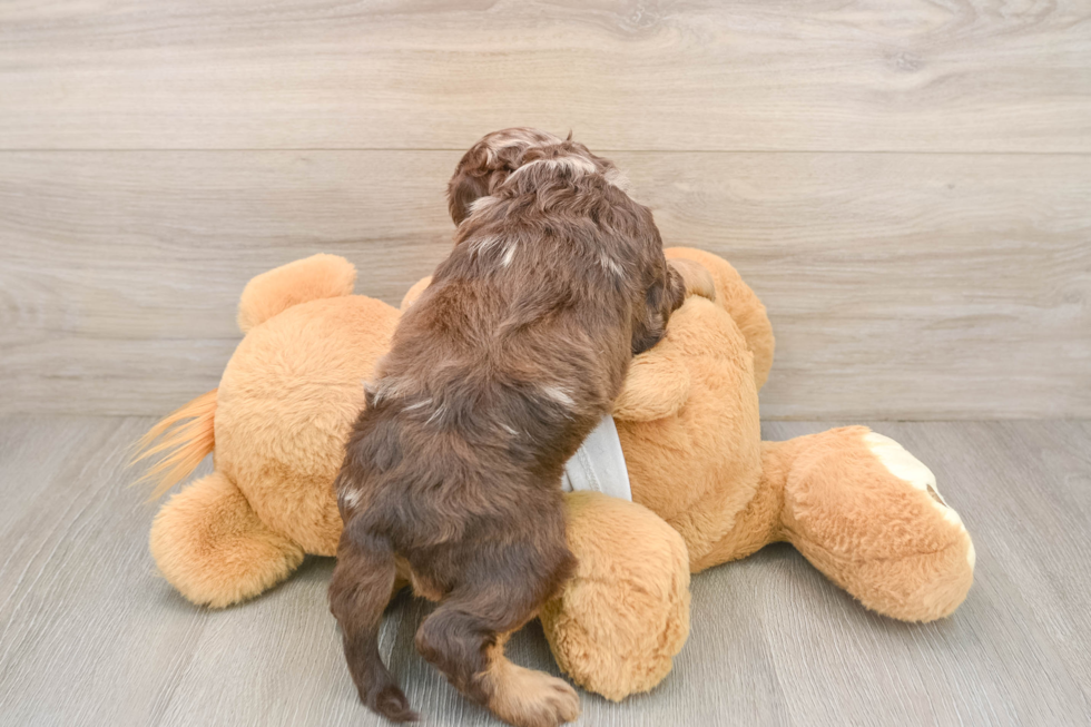 Best Cockapoo Baby