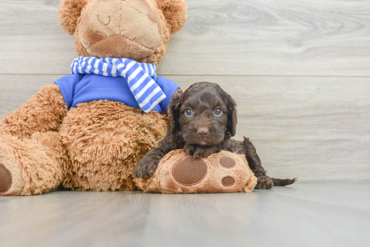 Adorable Cocker Doodle Poodle Mix Puppy