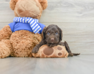 7 week old Cockapoo Puppy For Sale - Simply Southern Pups