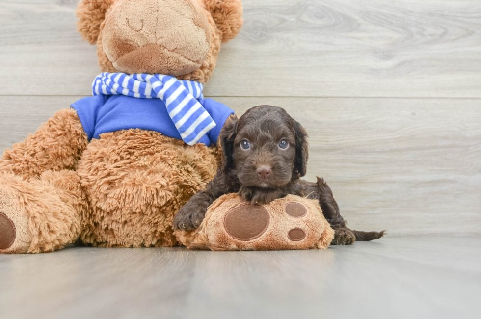 6 week old Cockapoo Puppy For Sale - Simply Southern Pups