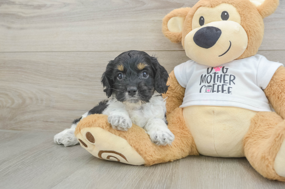 5 week old Cockapoo Puppy For Sale - Simply Southern Pups