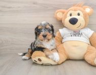 5 week old Cockapoo Puppy For Sale - Simply Southern Pups