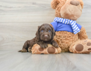 6 week old Cockapoo Puppy For Sale - Simply Southern Pups