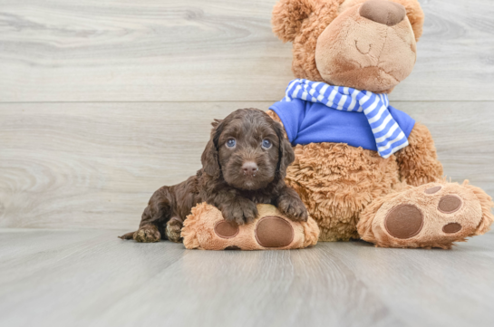 Cockapoo Pup Being Cute