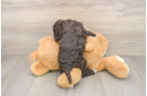 Cockapoo Puppy for Adoption
