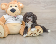 8 week old Cockapoo Puppy For Sale - Simply Southern Pups