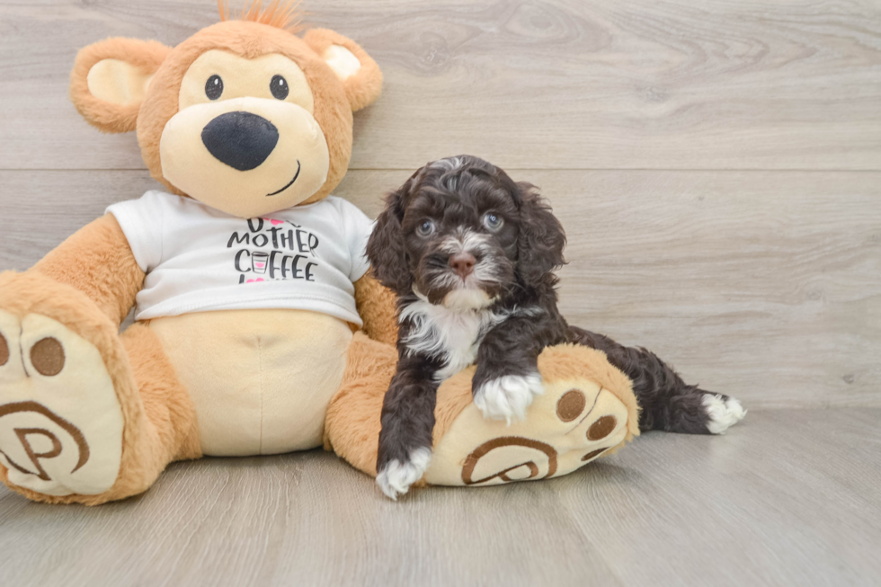 Best Cockapoo Baby