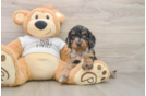 Cockapoo Pup Being Cute