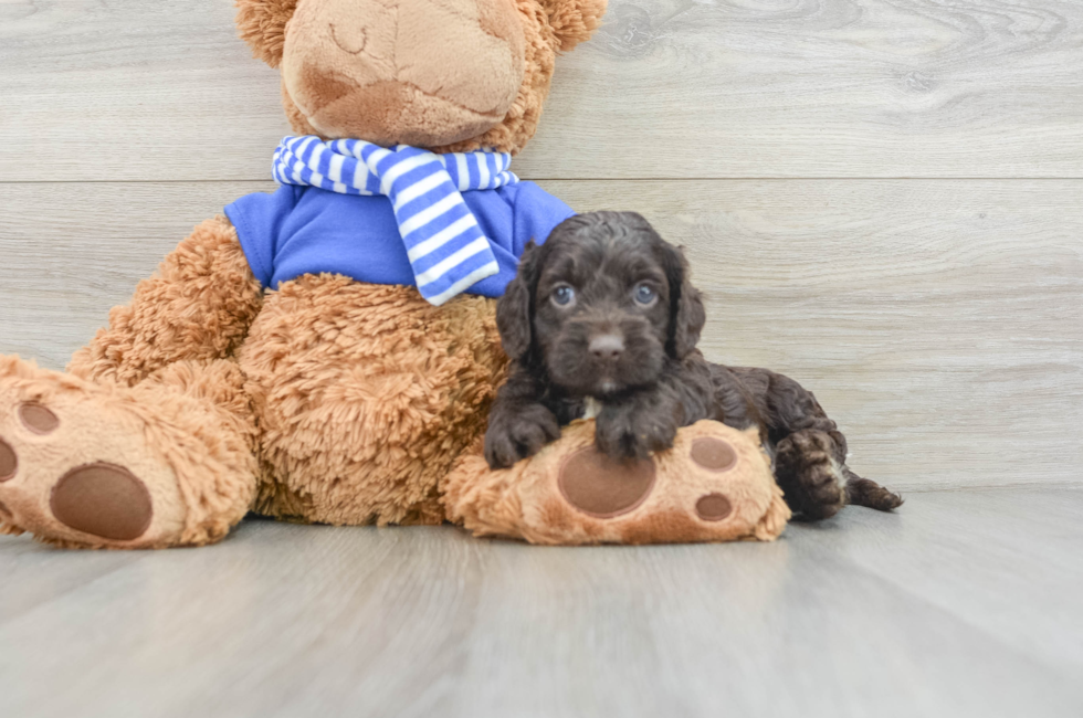 5 week old Cockapoo Puppy For Sale - Simply Southern Pups