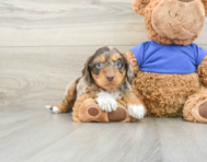 5 week old Cockapoo Puppy For Sale - Simply Southern Pups