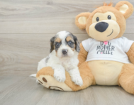 8 week old Cockapoo Puppy For Sale - Simply Southern Pups