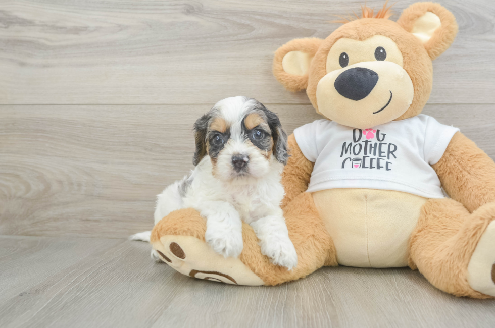 5 week old Cockapoo Puppy For Sale - Simply Southern Pups