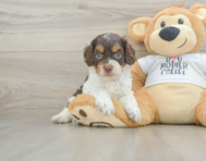 8 week old Cockapoo Puppy For Sale - Simply Southern Pups