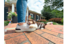 Cockapoo Puppy for Adoption