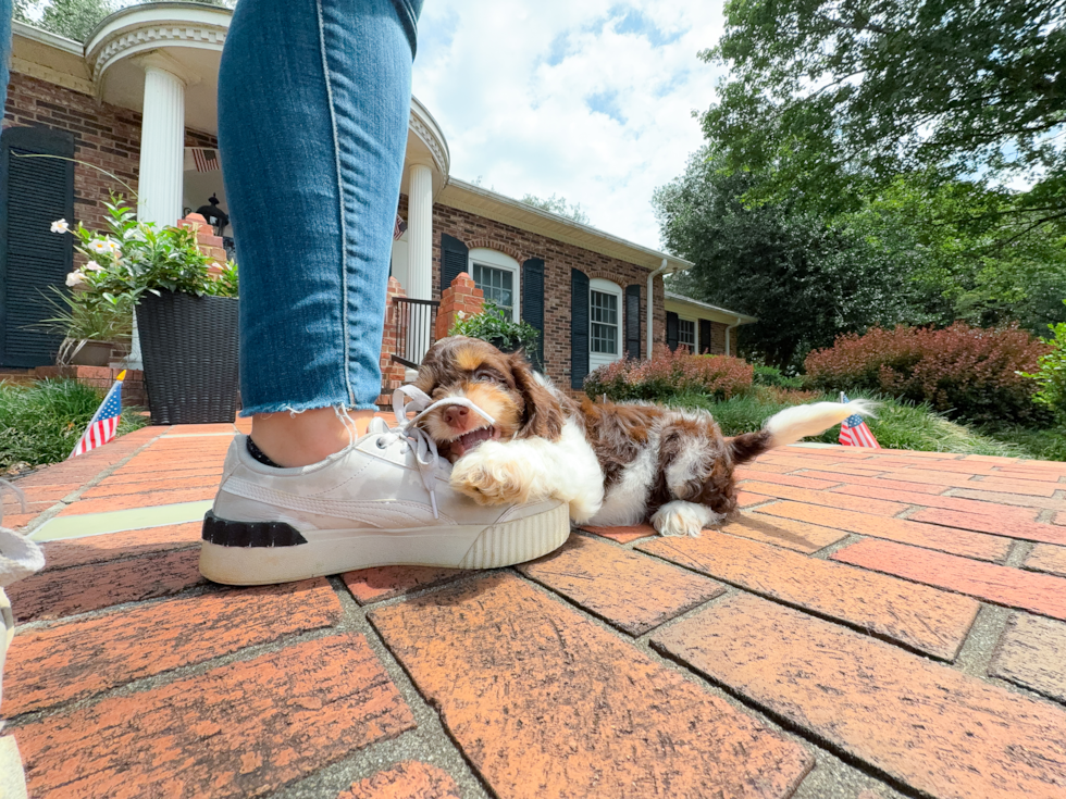 Cockapoo Puppy for Adoption