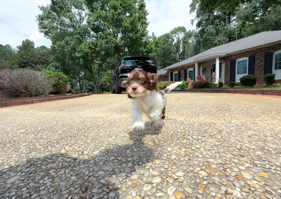 Cute Cocker Doodle Poodle Mix Puppy