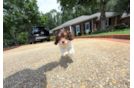 Cute Cocker Doodle Poodle Mix Puppy