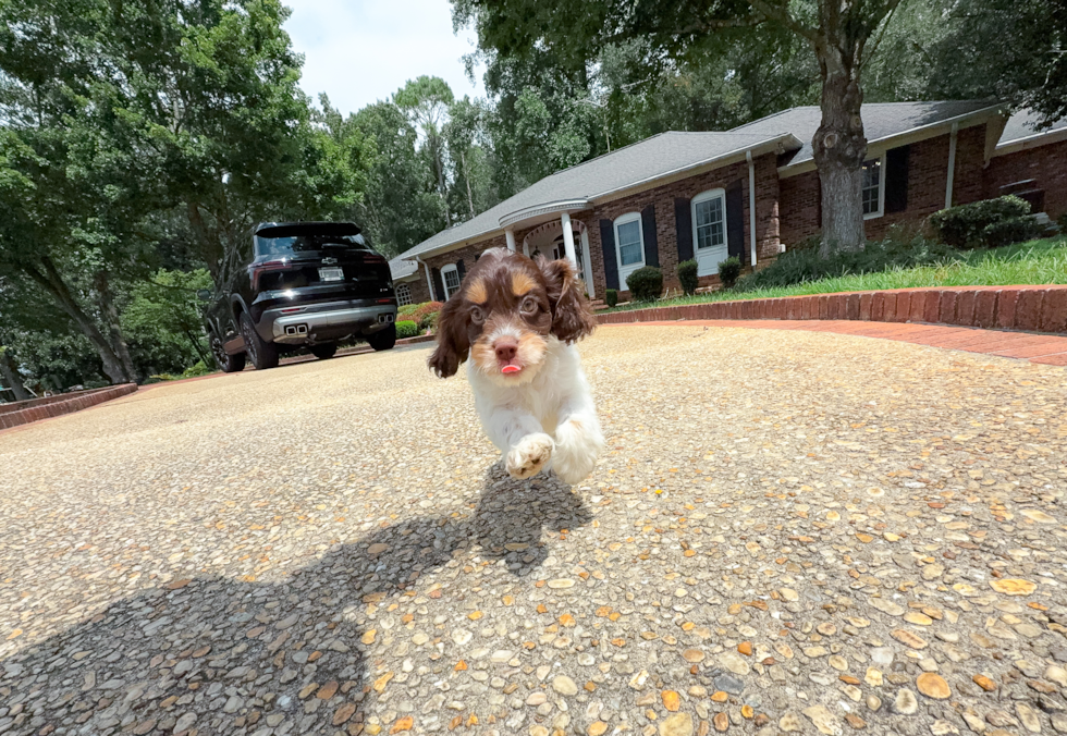 Cute Cocker Doodle Poodle Mix Puppy