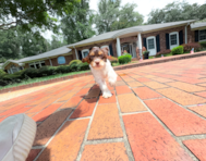 10 week old Cockapoo Puppy For Sale - Simply Southern Pups
