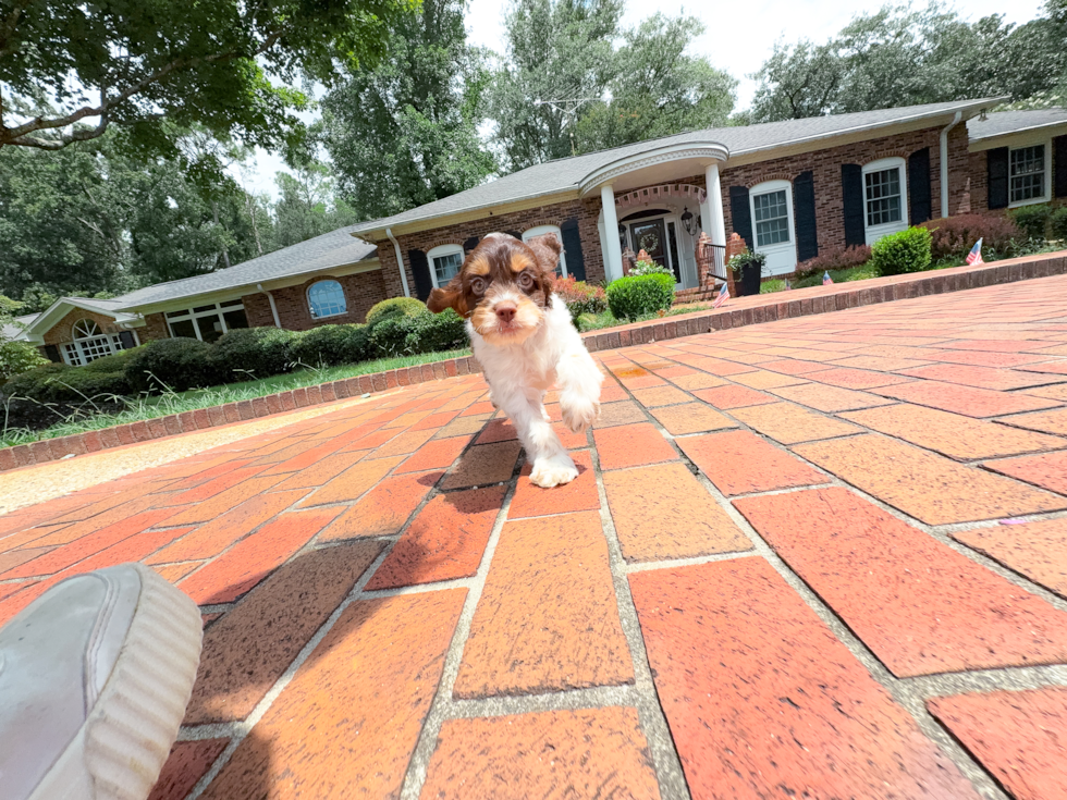 Cute Cocker Doodle Poodle Mix Puppy