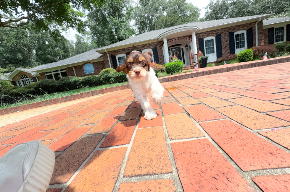 10 week old Cockapoo Puppy For Sale - Simply Southern Pups